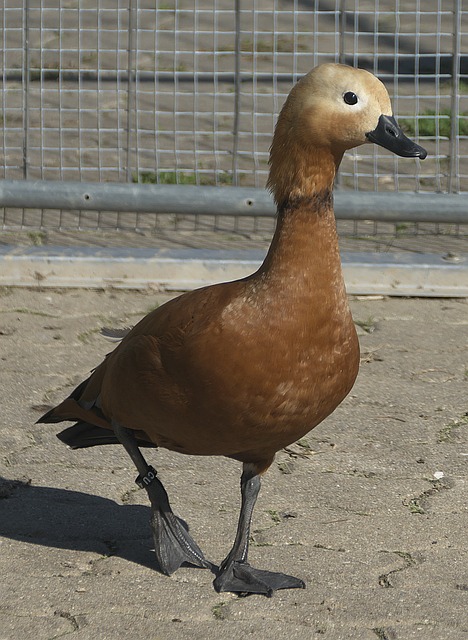 等难题接踵