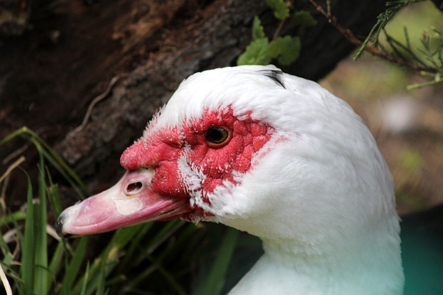 球队前进 球队前进